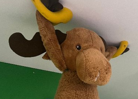 Plüschtier-Elch hängt an einer Kletterwand