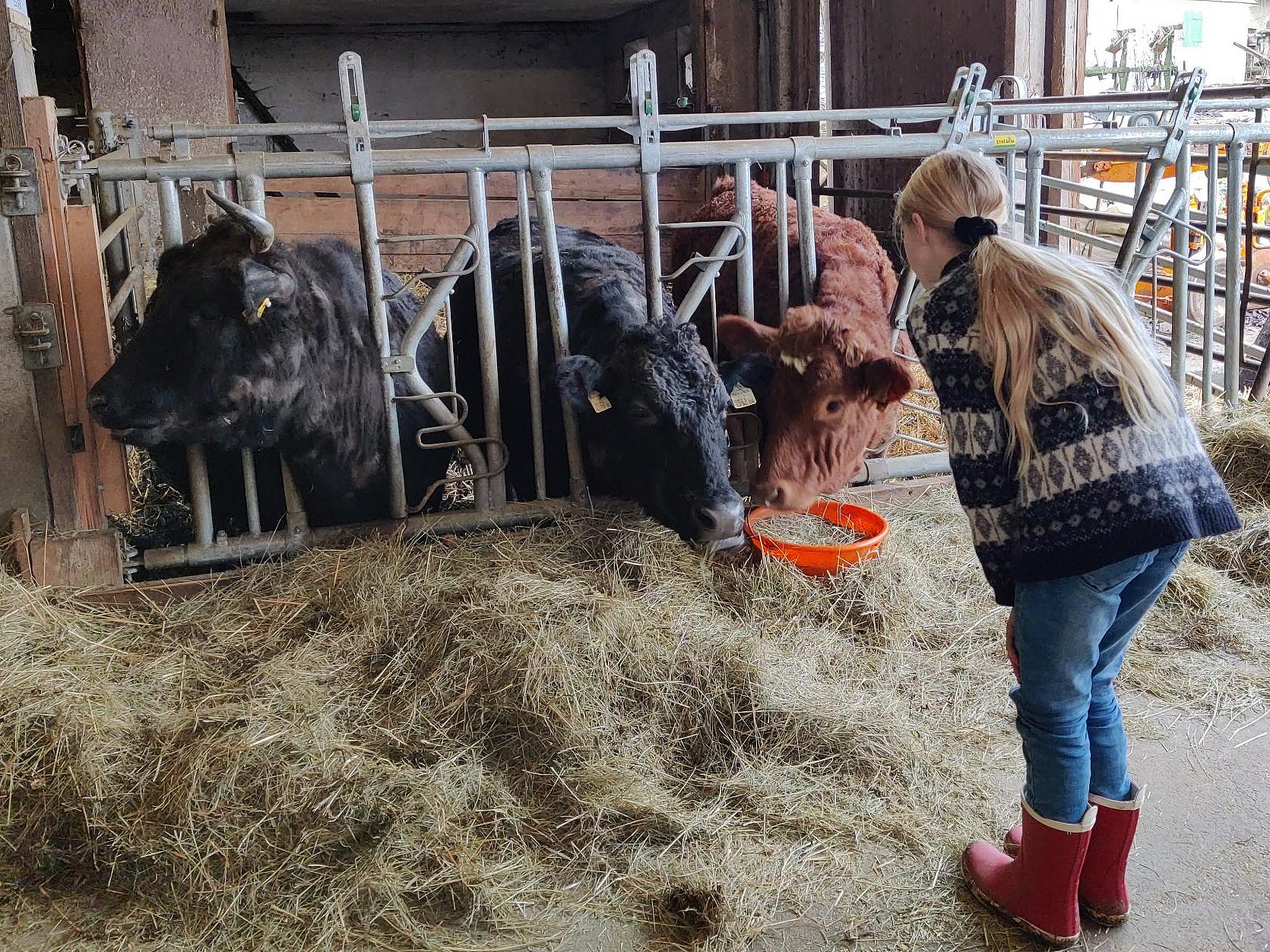Mädchen im Grundschulalter beobachtet drei Kühe im Kuhstall 