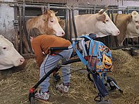 Kind mit Rollator im Kuhstall füttert Kühe mit Heu