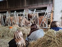 drei Mädchen sitzen im Heu eines Kuhstalles und beobachten Kühe